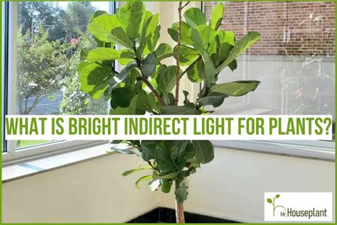 do rubber plants prefer bright indirect light over harsh direct sunlight