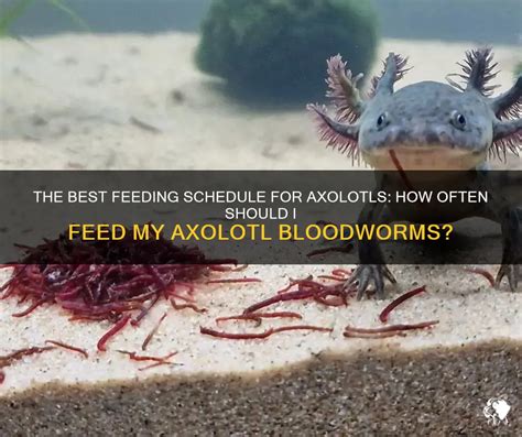 How Often to Feed Axolotl: A Detailed Insight into the Feeding Habits of Axolotls