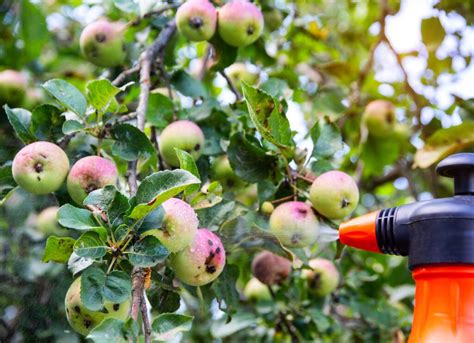 is it too late to spray apple trees? exploring the timing and efficacy of sprays for apple trees